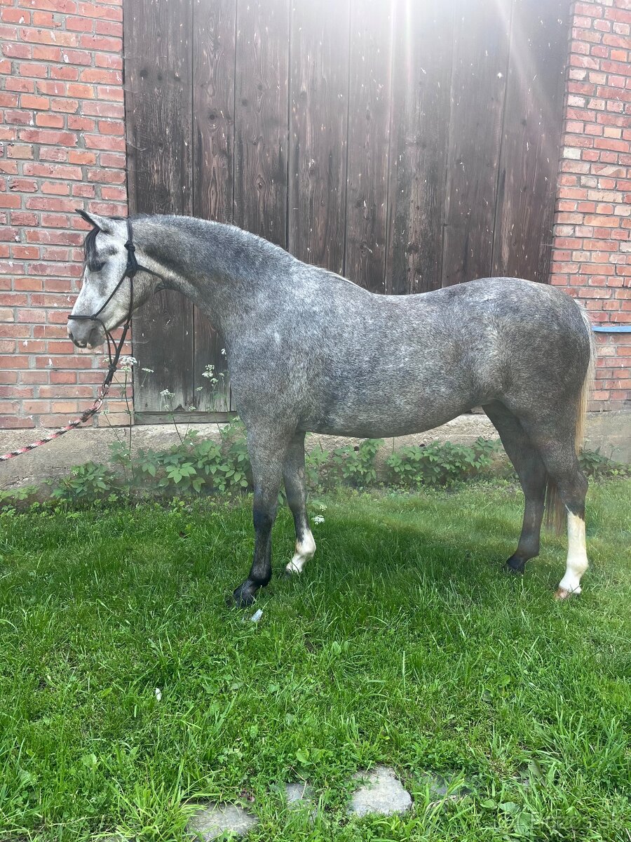 Perspektívna Welsh pony kobylka