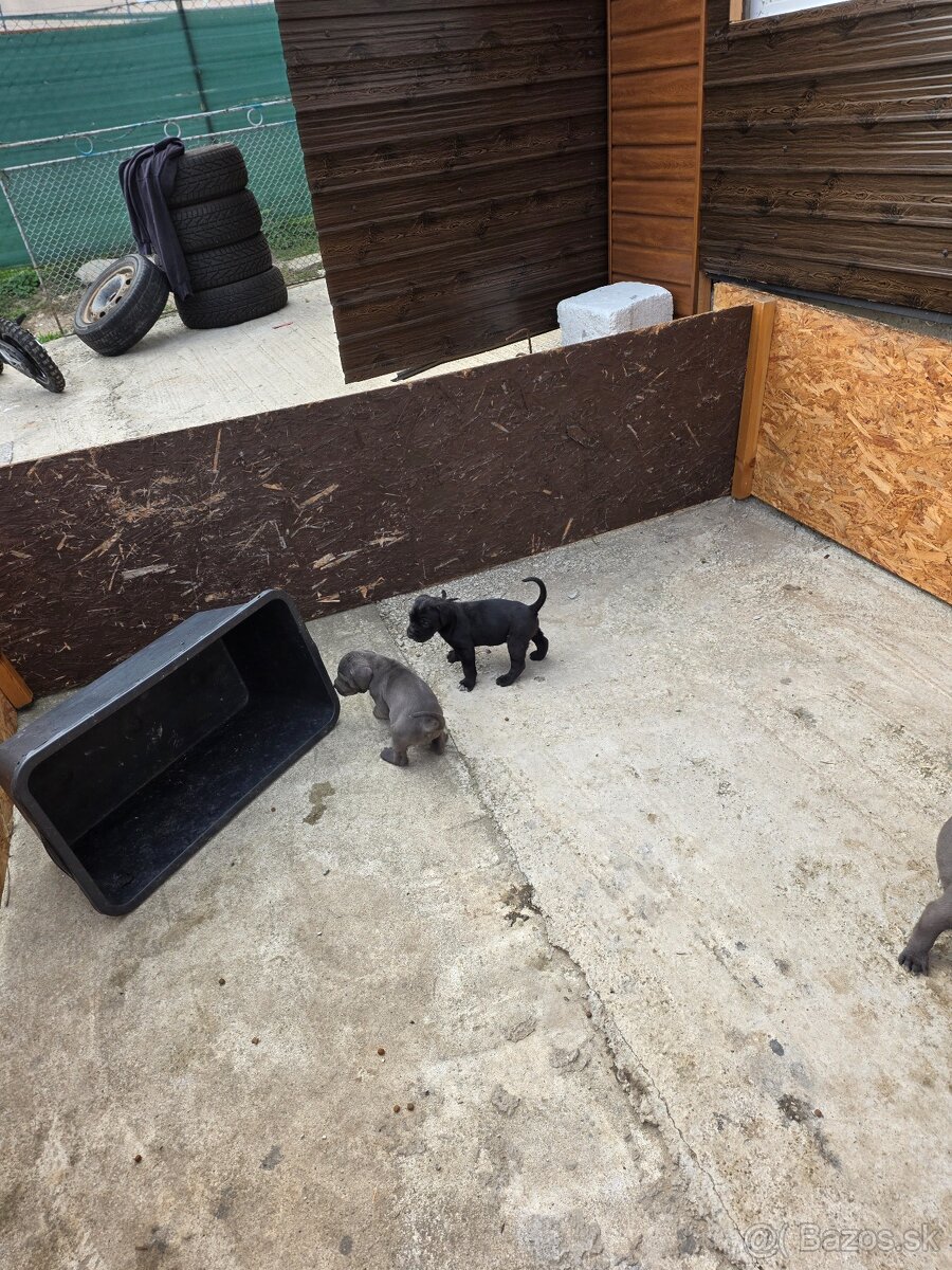 Cane Corso
