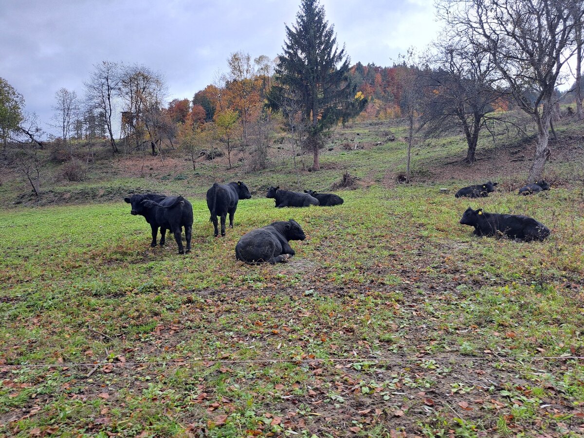Aberden Angus. Jalovice - bíčky