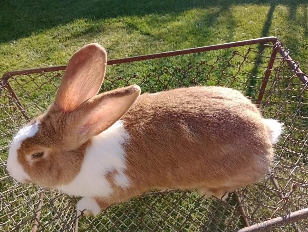 Predám králiky Šarišský obrovity