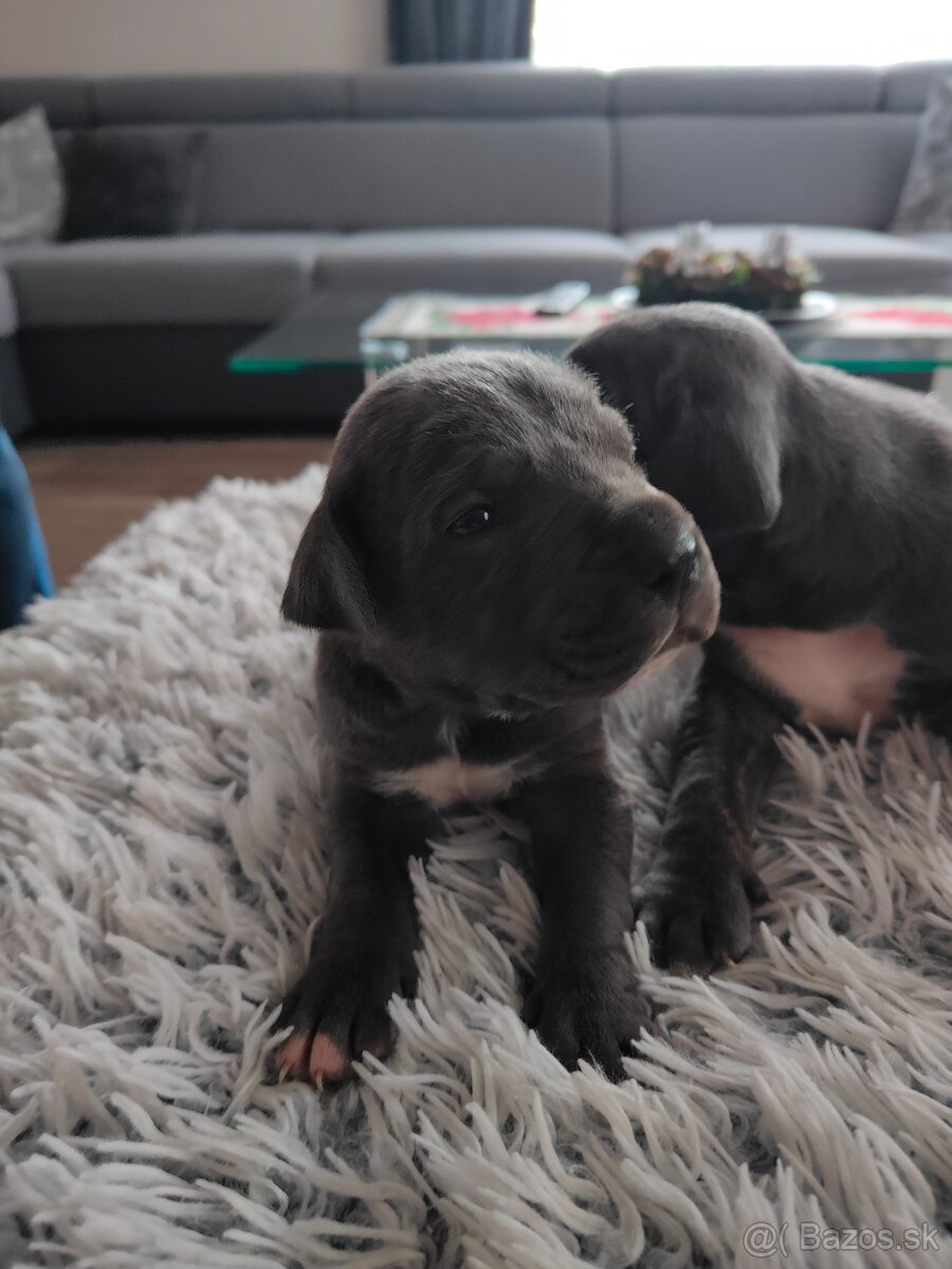 Cane Corso Šteniatka bez PP