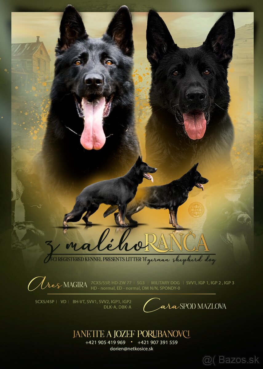 Nemecký ovčiak šteniatka