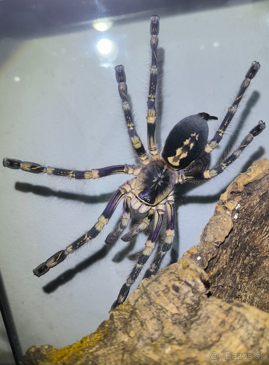 POECILOTHERIA SUBFUSCA LOWLAND