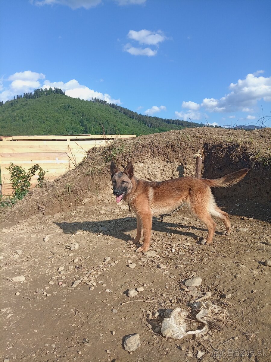 Dohoda