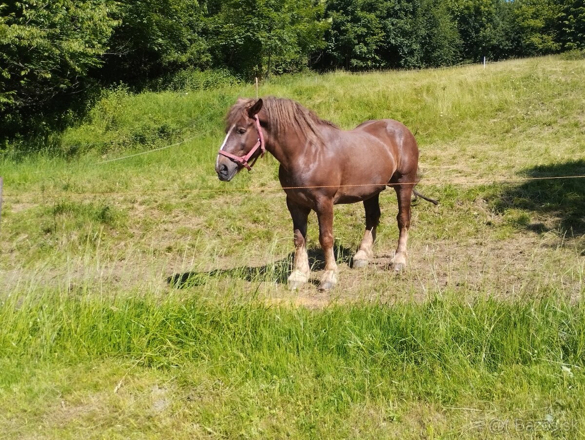 Tažny kon