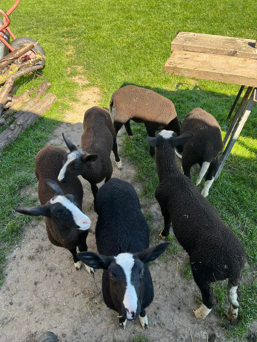 Zwartbles