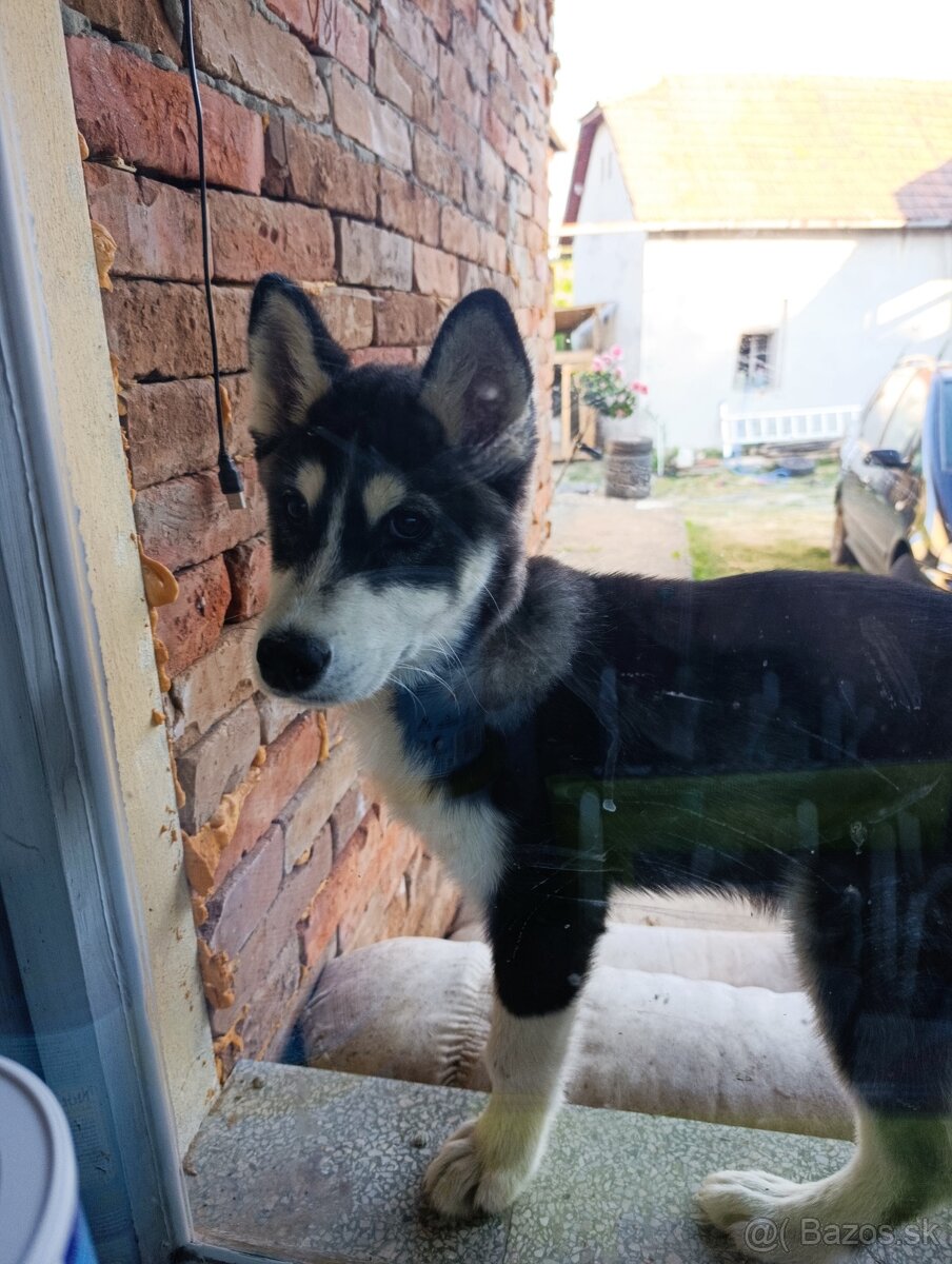 Sibírsky Husky