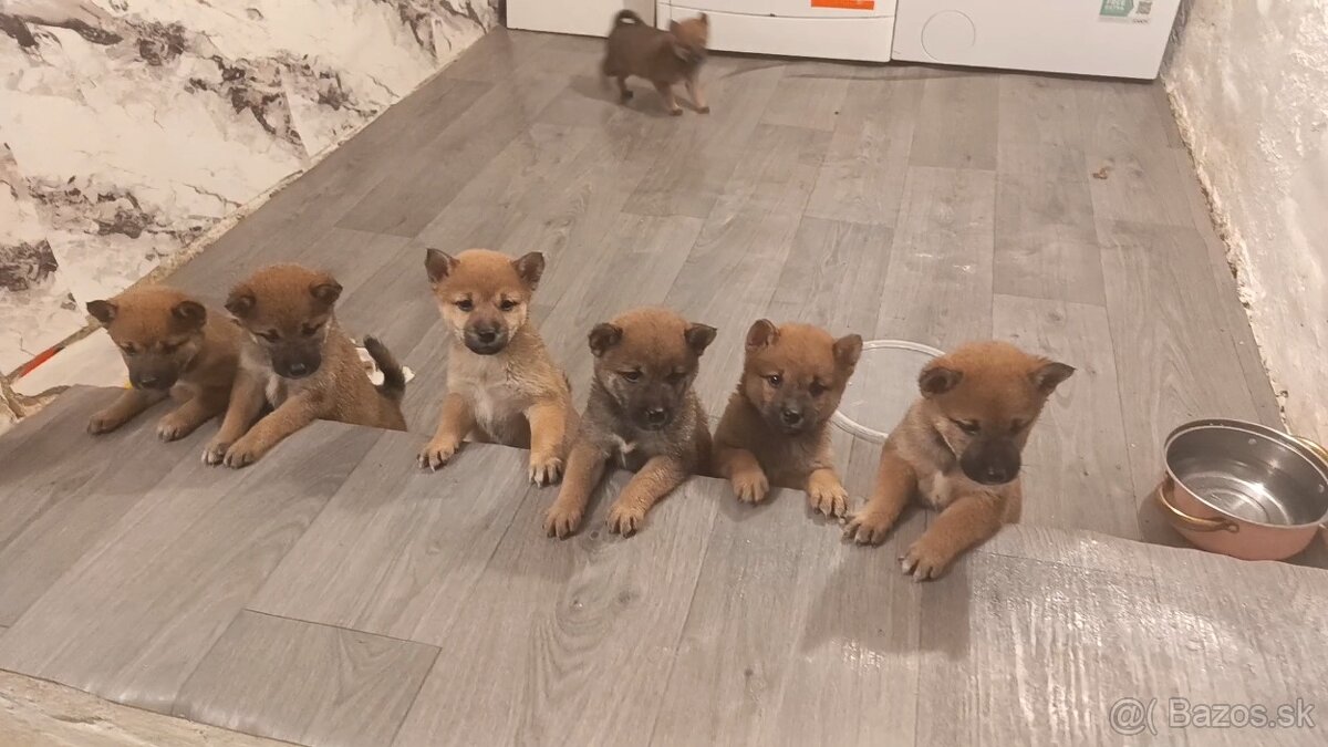 Shiba Inu