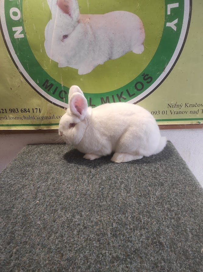 Novozélandský biely