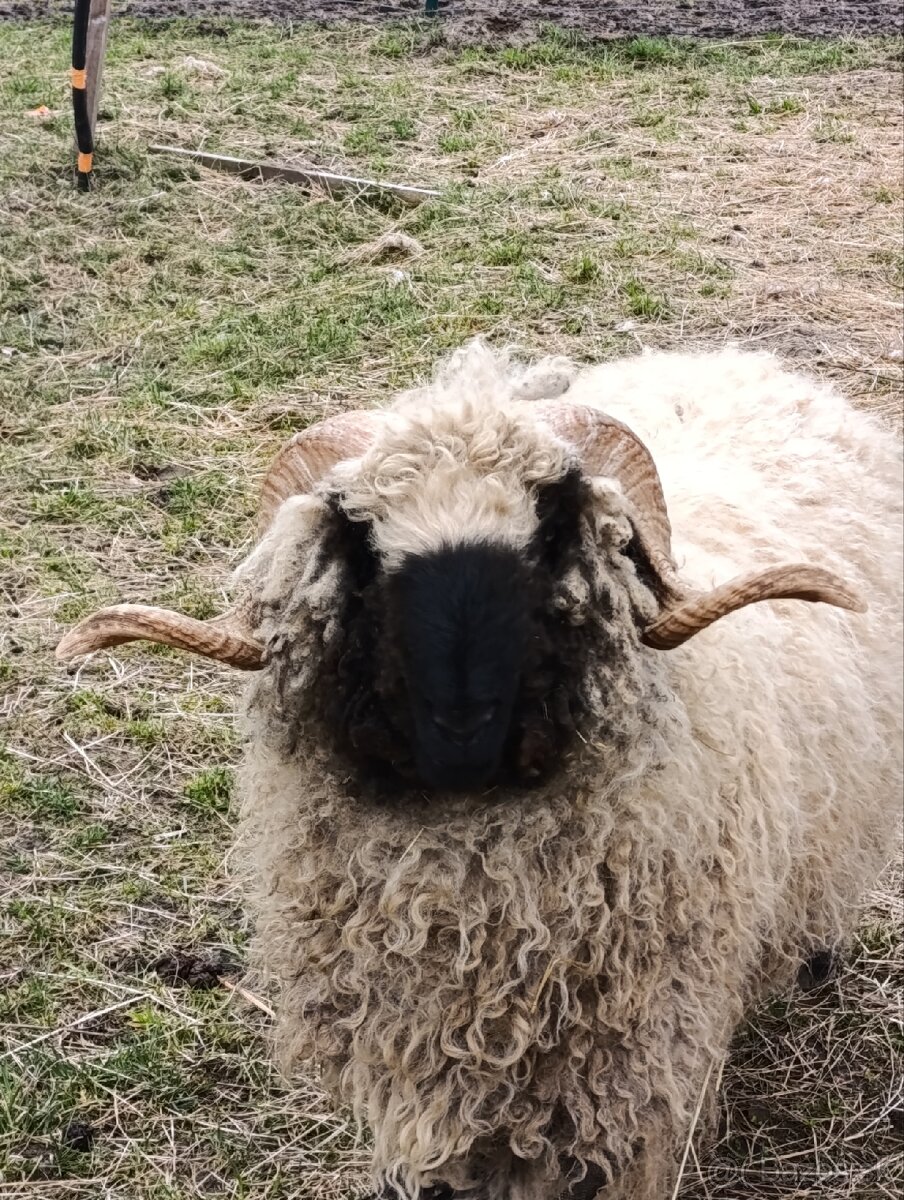Wallis Blacknose - Walliserska ovca