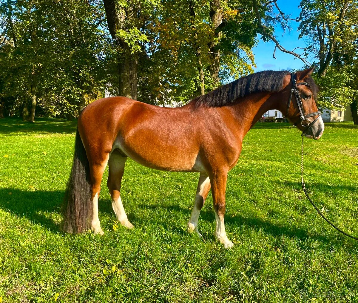 Welsh cob valach na predaj