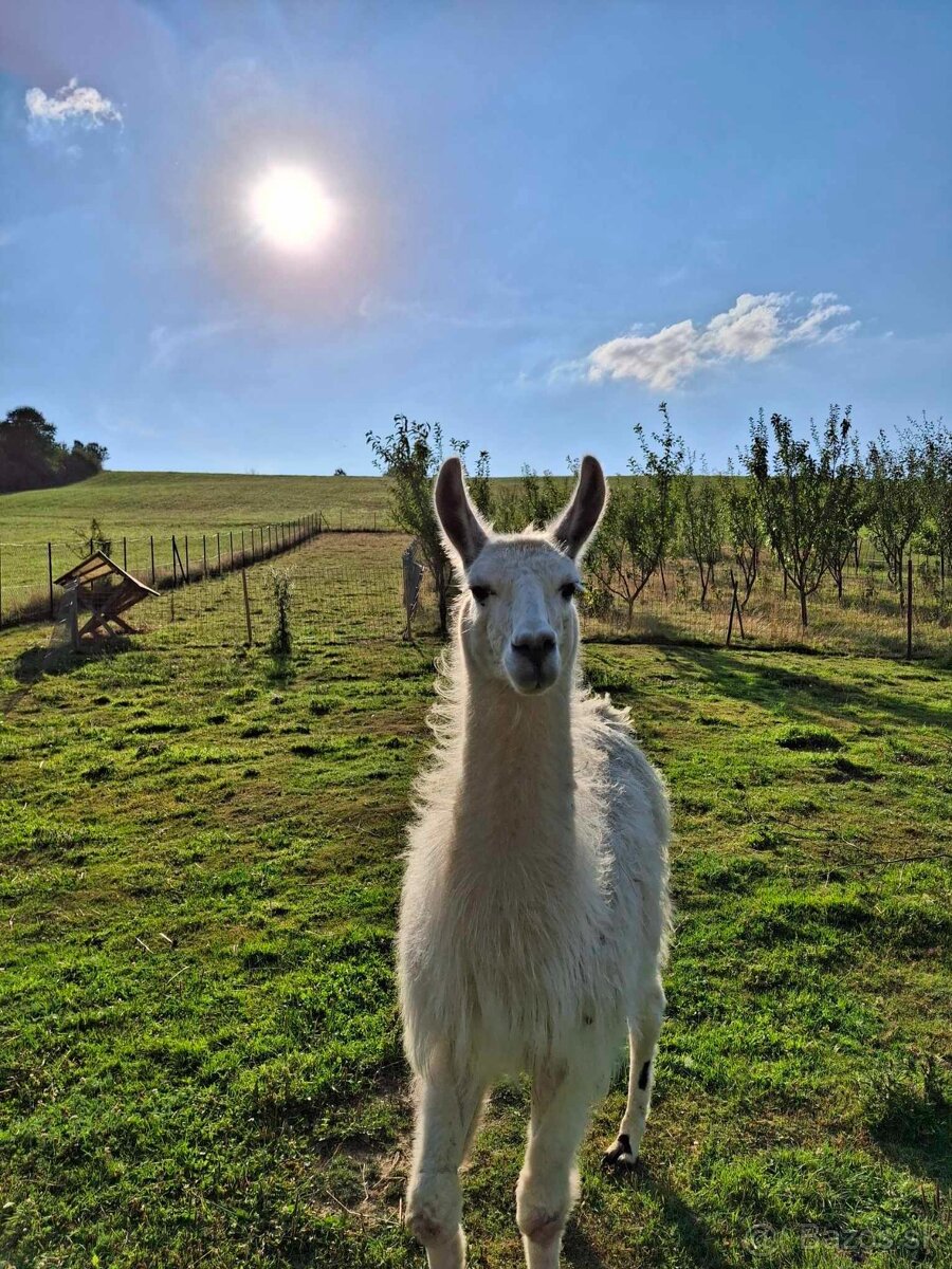 Lama krotká na predaj