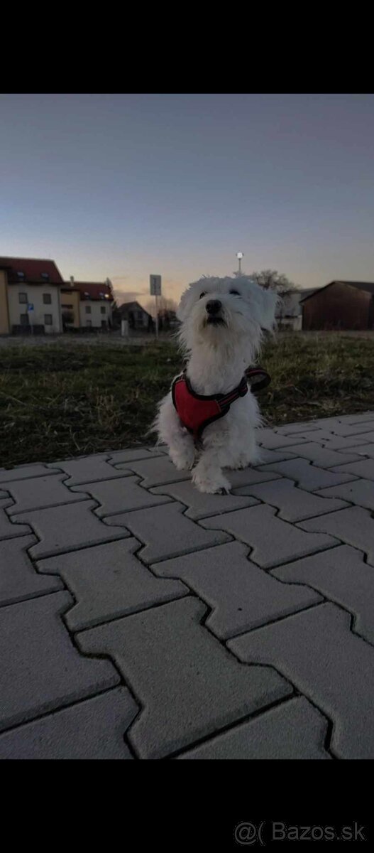Maltezak