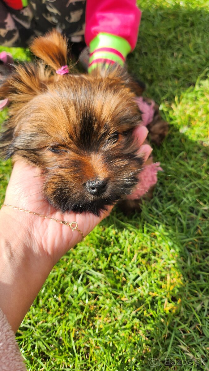 YORŠIRSKÝ TERRIER