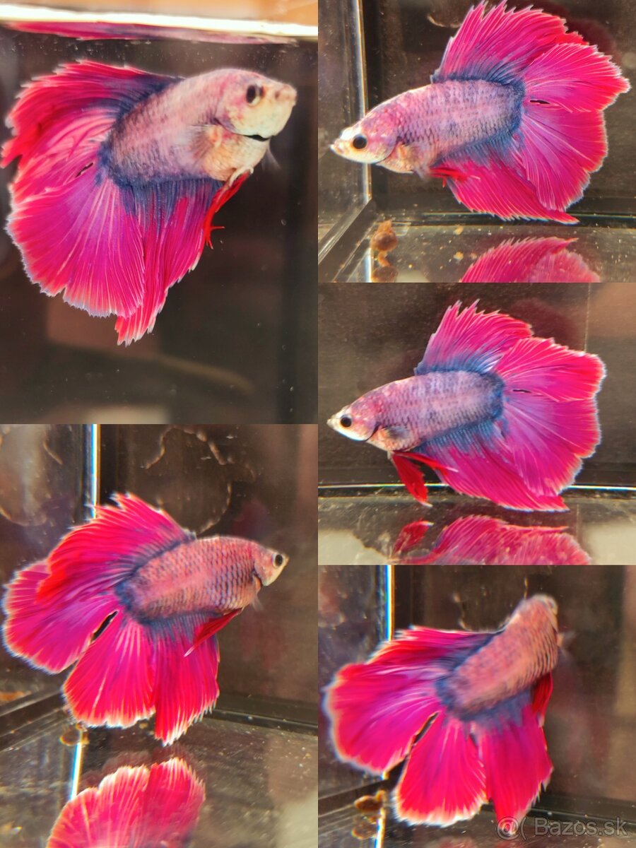 Betta Splendens - Bojovnica Pestrá.