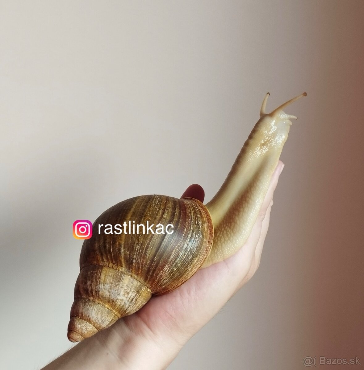 Archachatina rhodostoma Benin albino body - slimáky africké