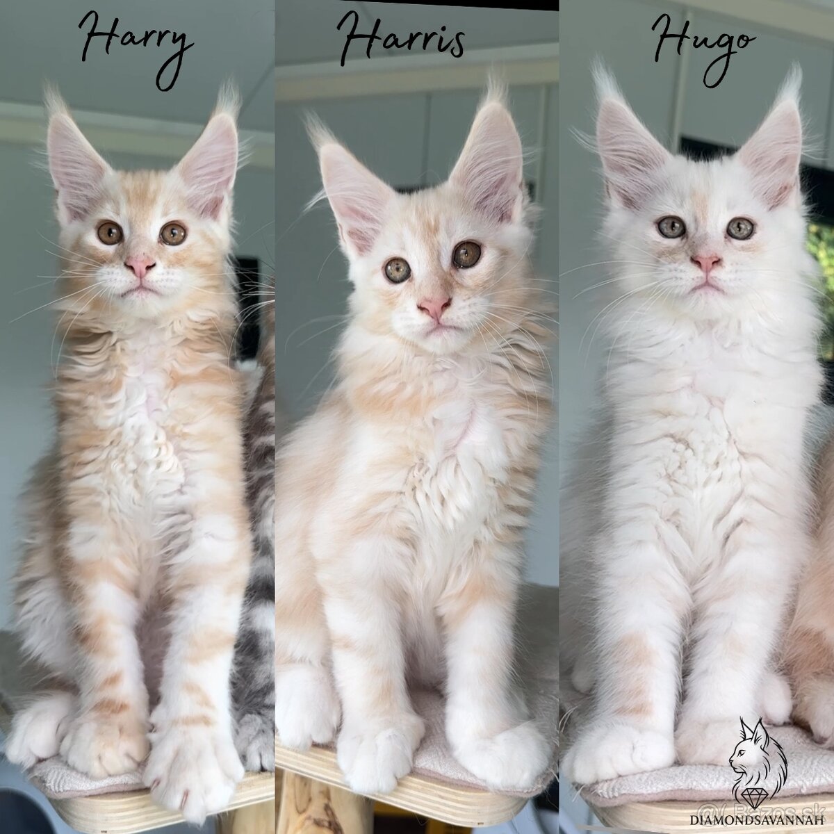 Mainská mývalia Mačiatka Maine Coon
