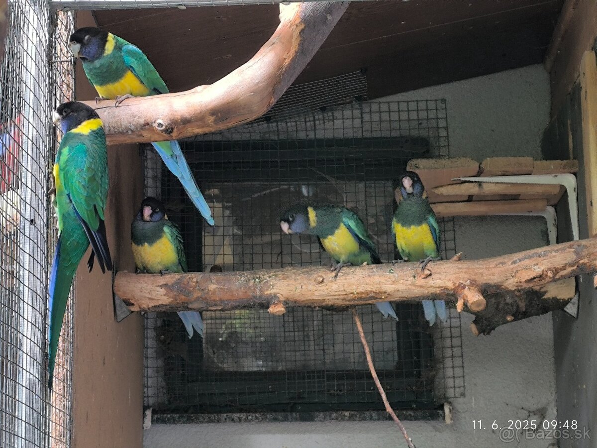 Barnard limcovy južný