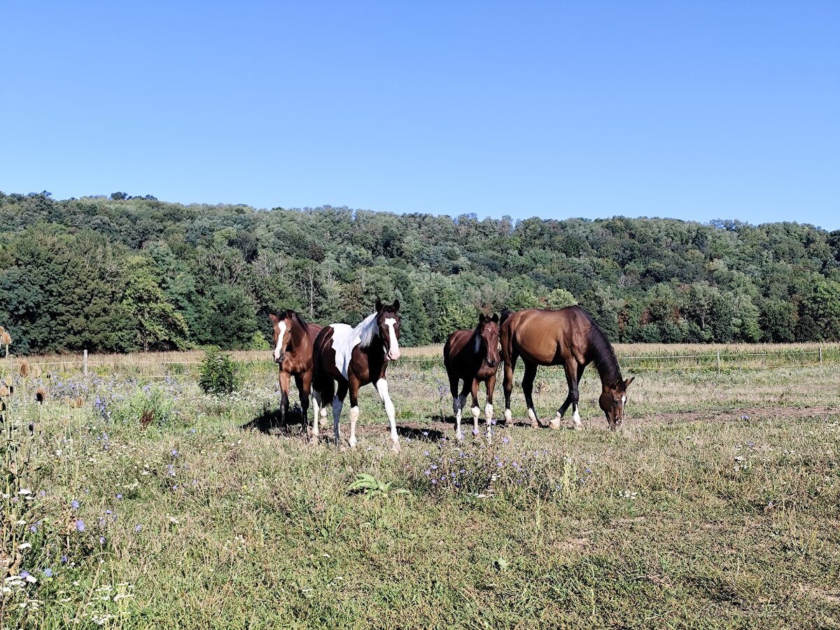 Brigáda v rodinnej stajni s koňmi