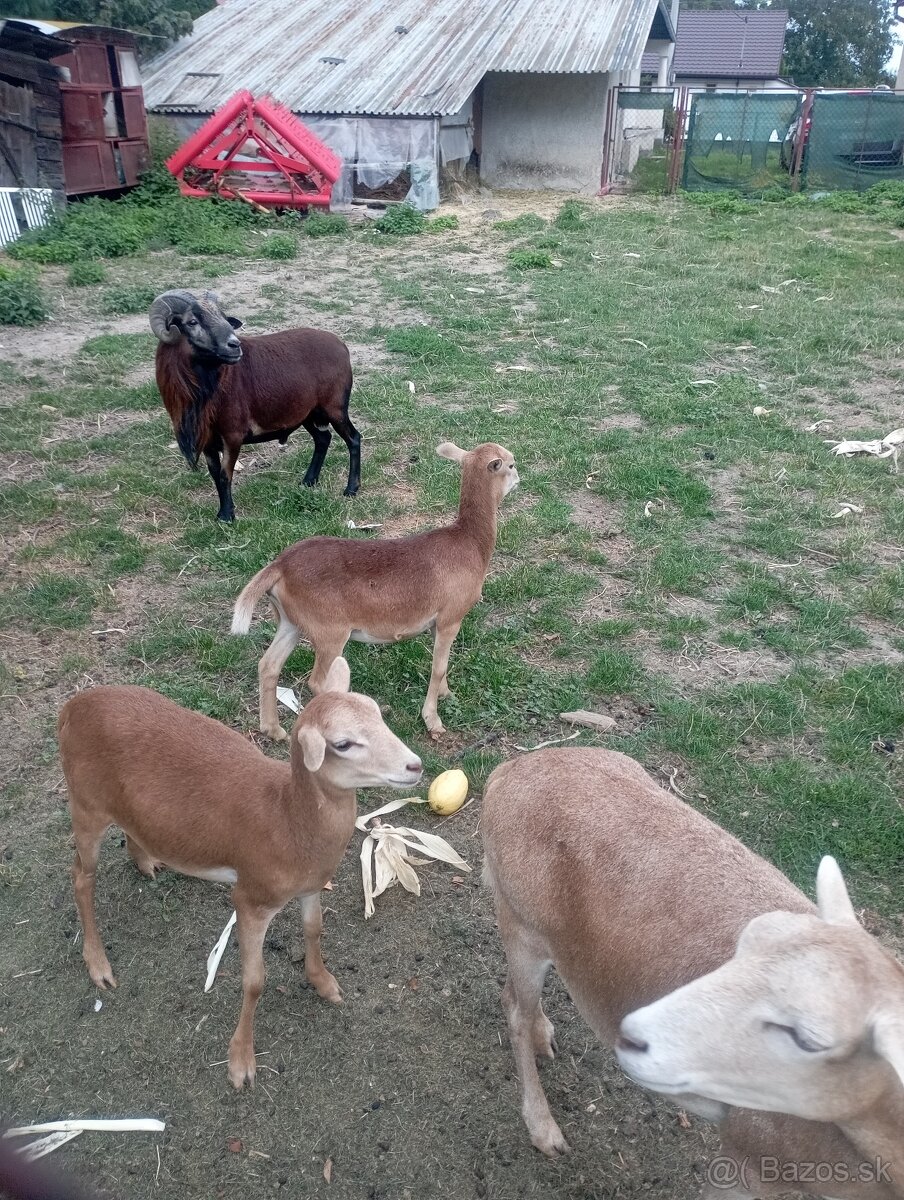 Predám Kamerunske ovce