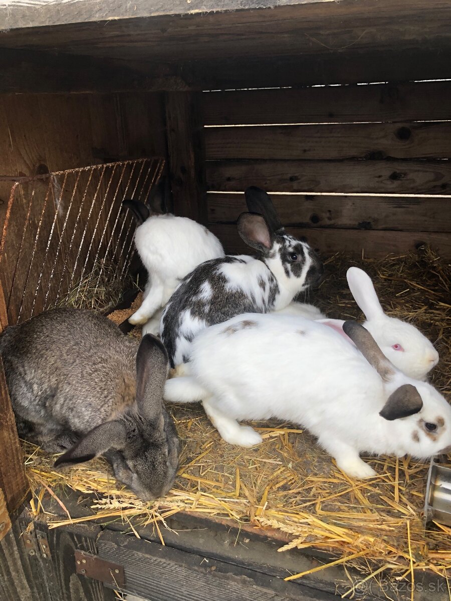 Predám zajace, králiky