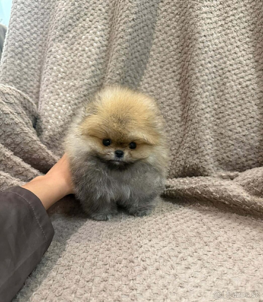 Pomeranian mini