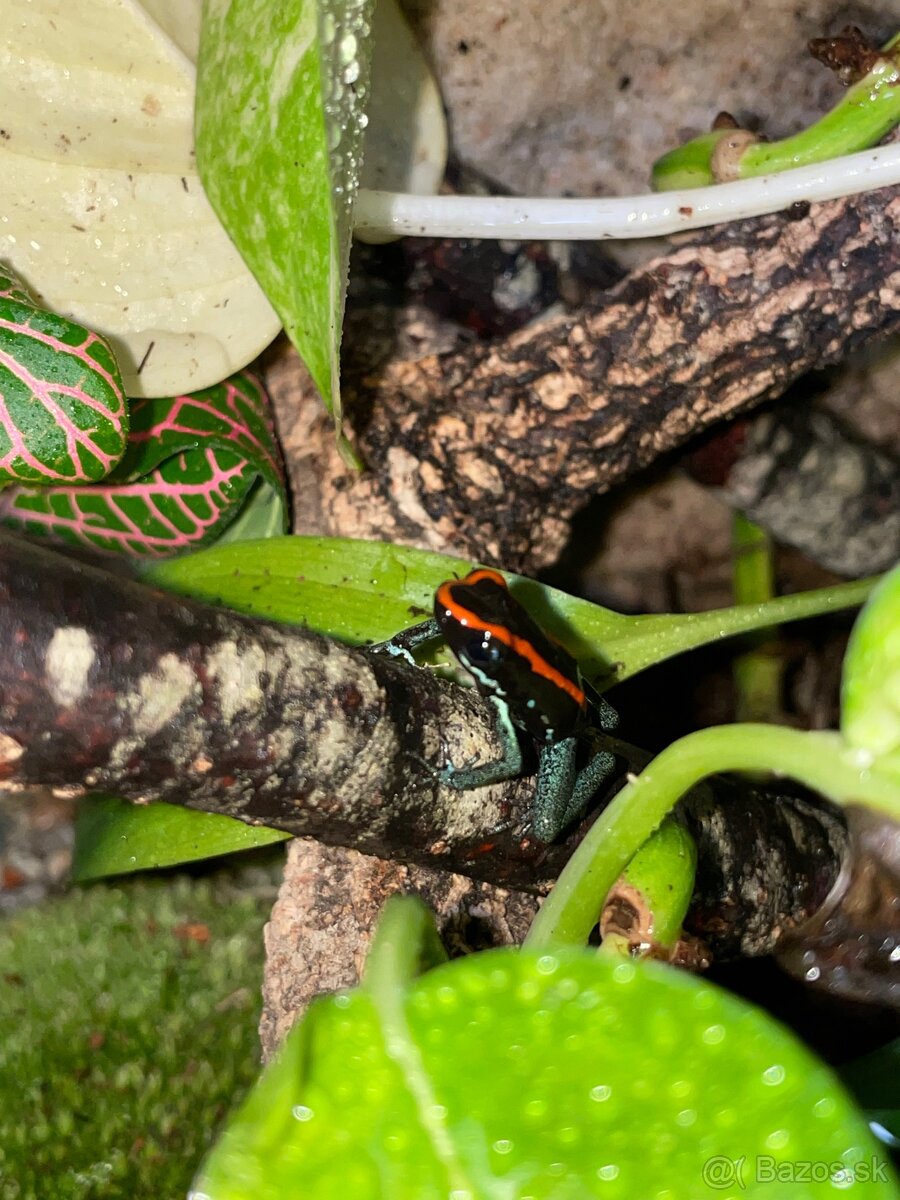 Phyllobates vittatus