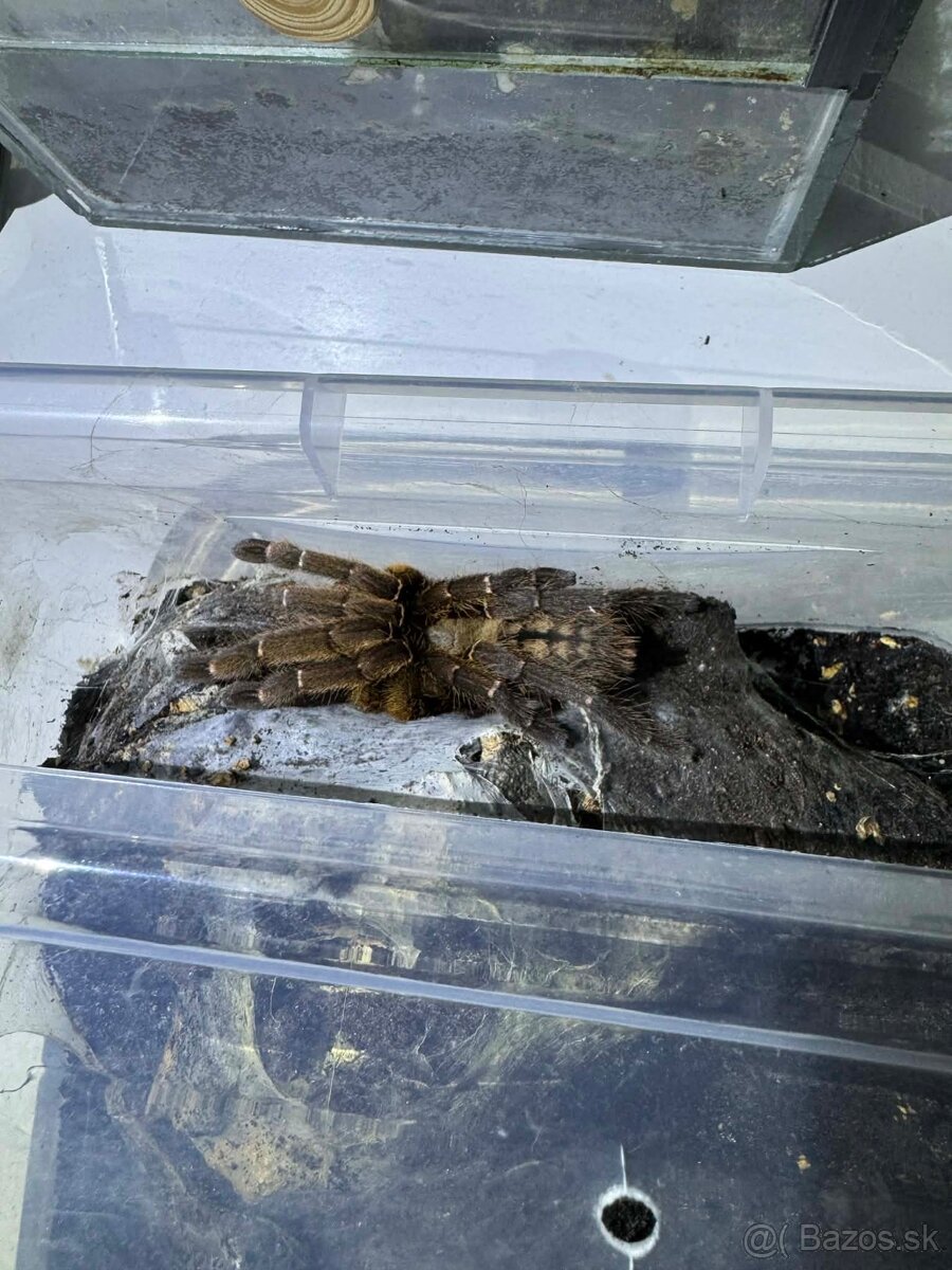 Pavúky - vtáčkare