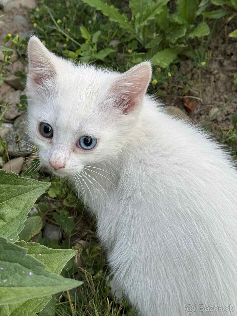 Darujeme krásne hravé mačiatka
