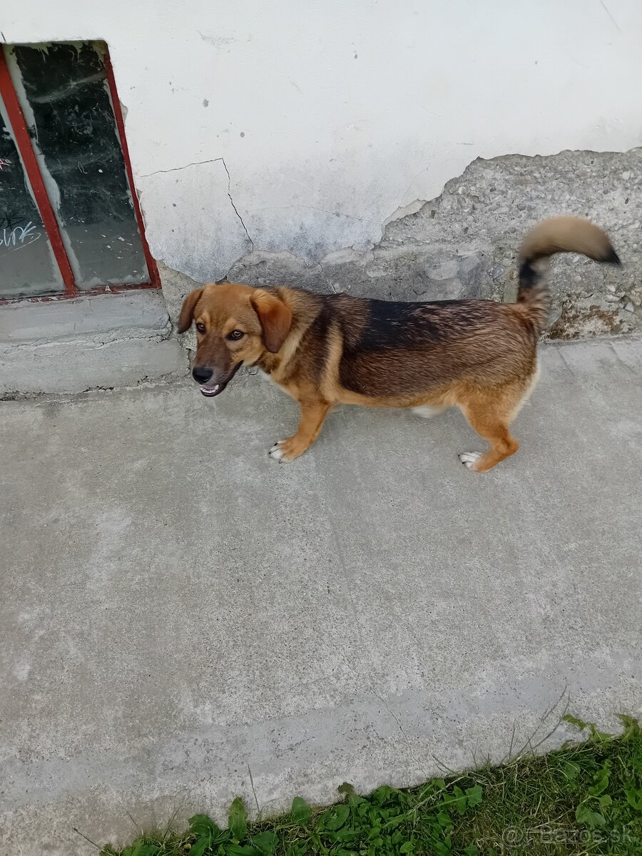 Rex