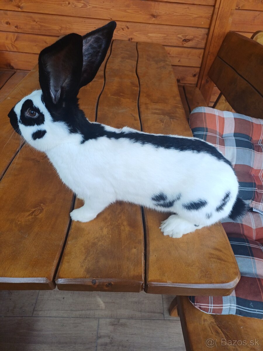 NOS