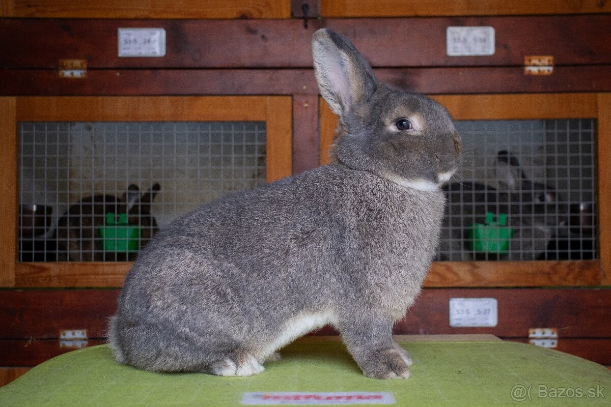 Viedenský divokomodrý