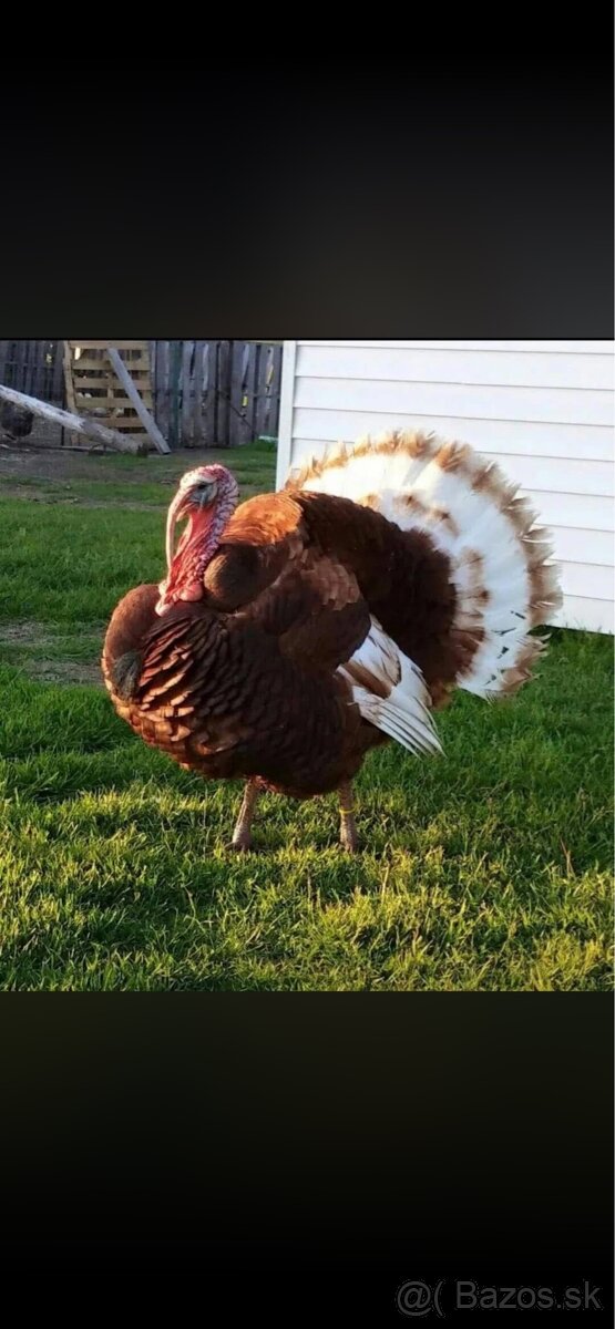 Kúpim Bourbounske morky