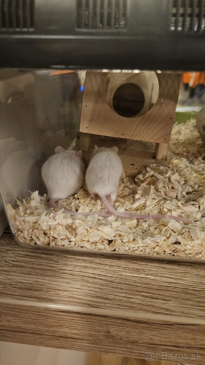 Biela myš