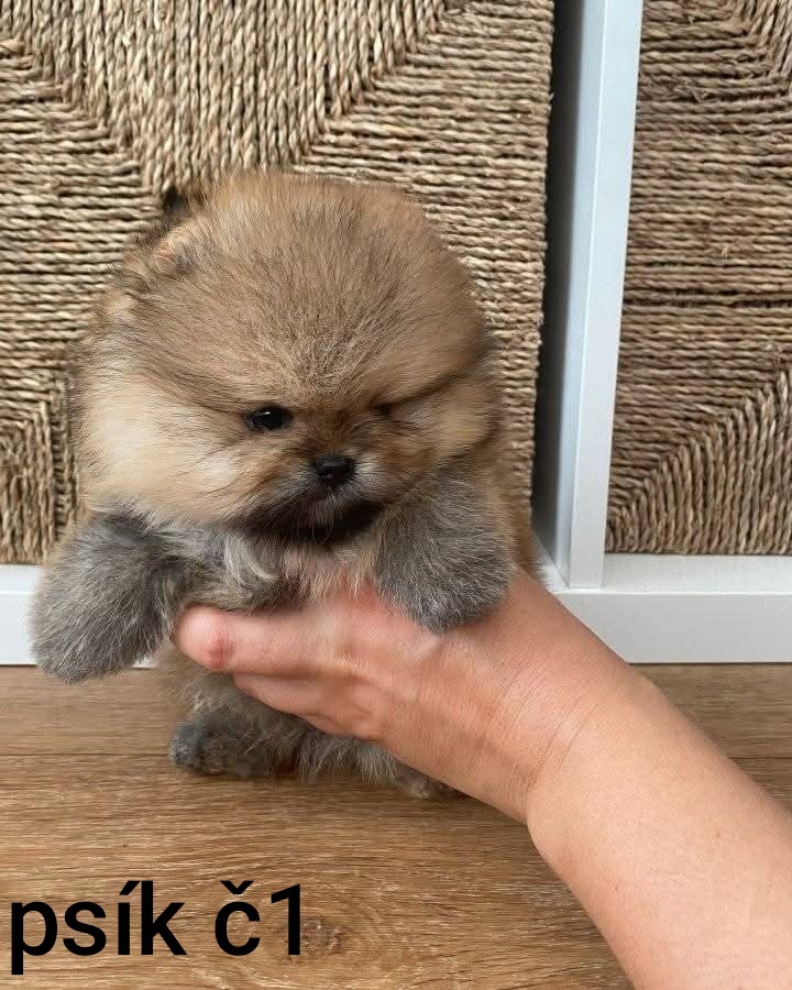Pomeranian mini Boo