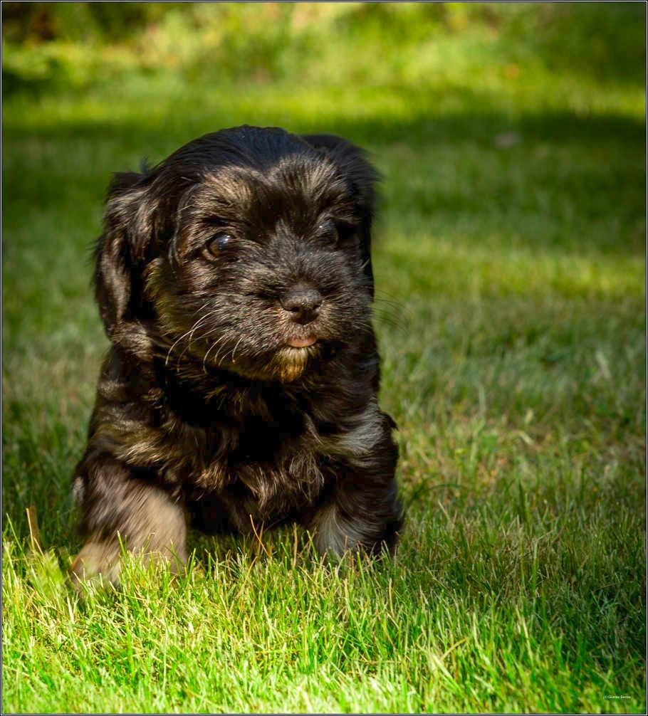 Bichon Havanese šteniatka