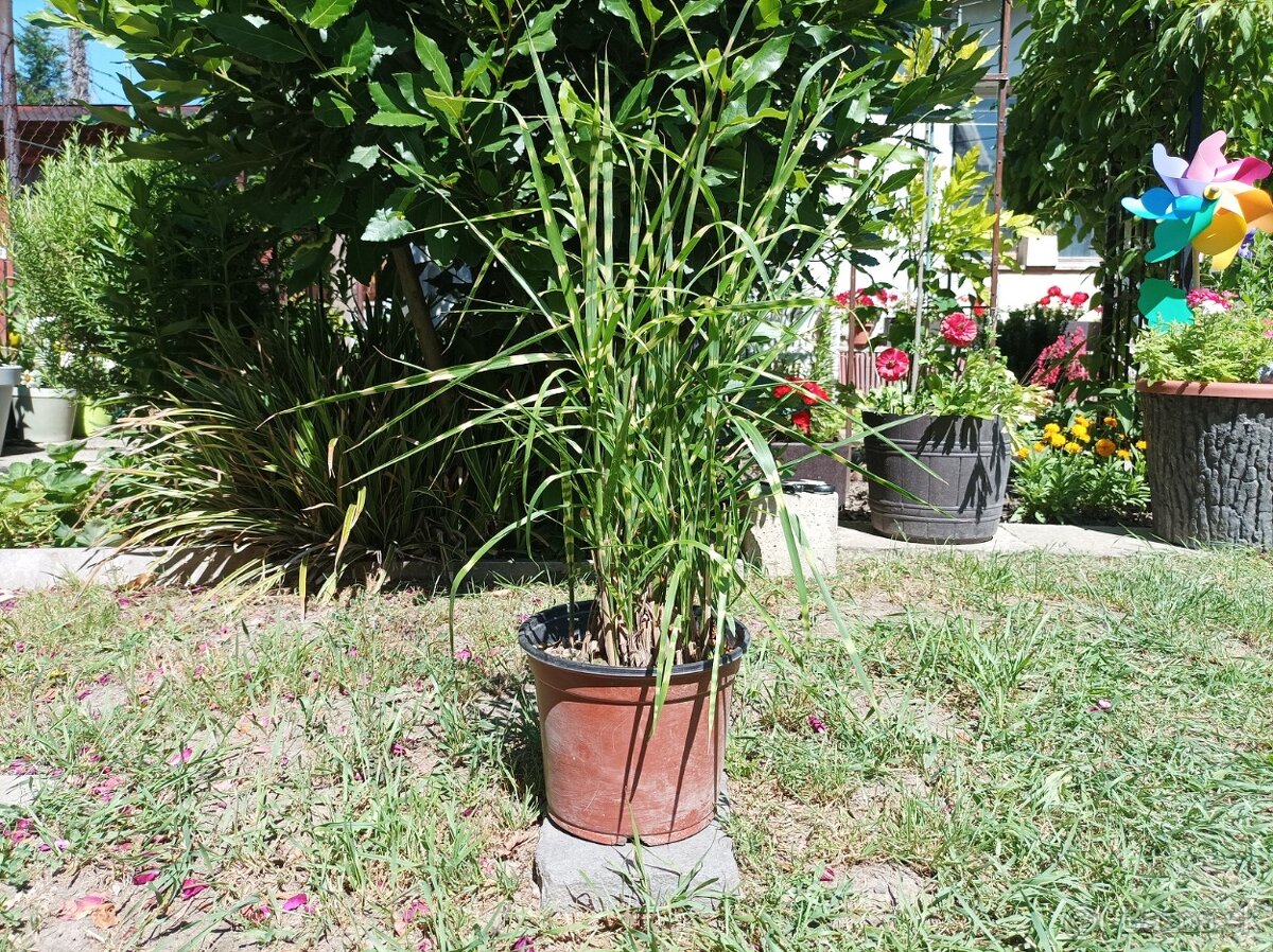 Miscanthus 'Gold Bar' - Ozdobnica Ćínska