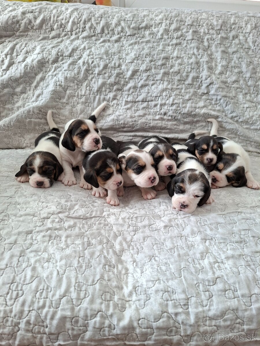 Predám šteniatka Bigl,Beagle,Bigel