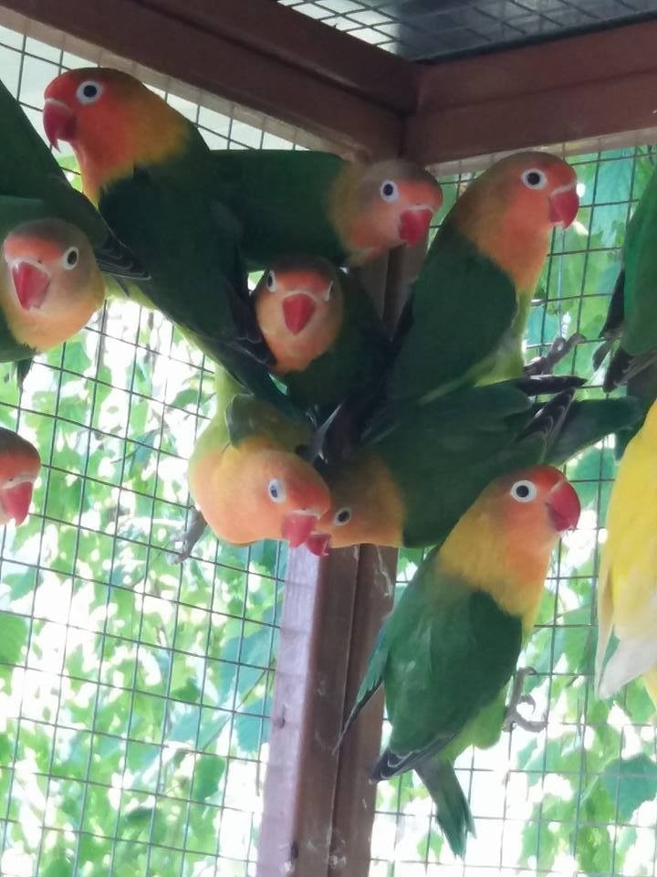 2025-Agapornis Fisher Samček aj Samička.