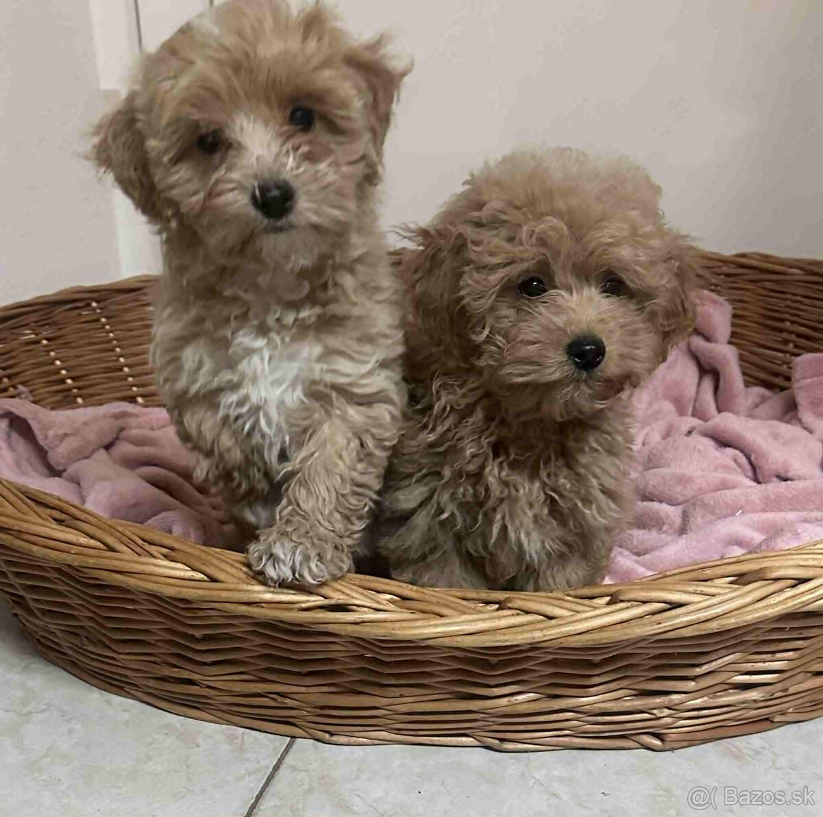 Maltipoo, pudel, pudlik, maltezak