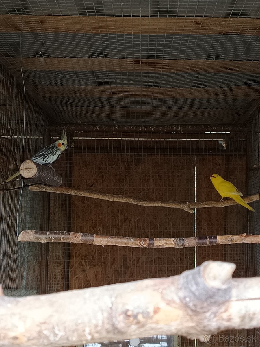 Predám korelu a kakarika