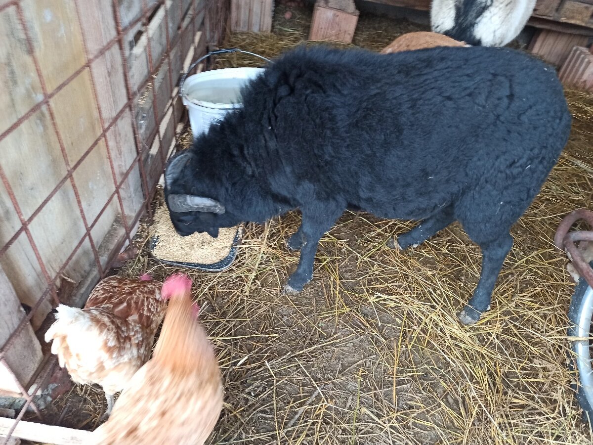 Predam kamerunskeho barana