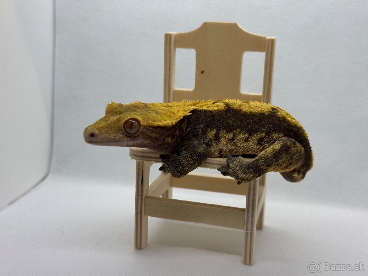Correlophus ciliatus