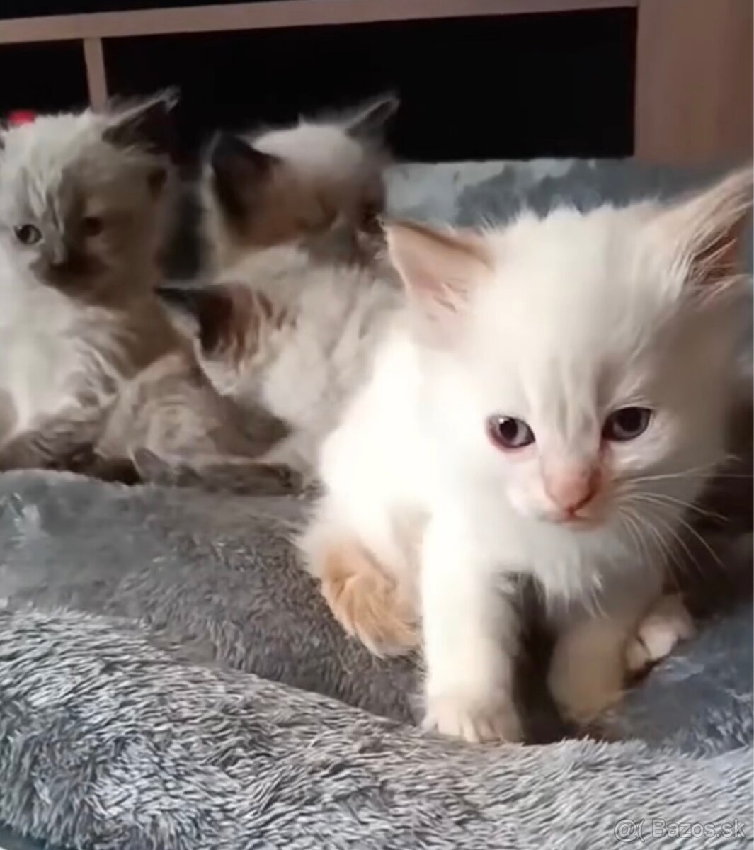 Ragdoll mačiatka