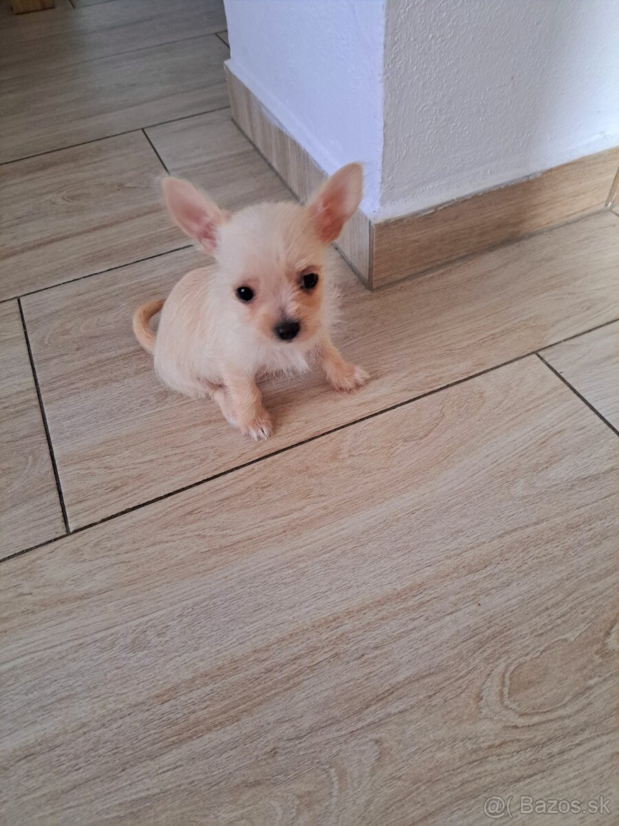 Mini čivava