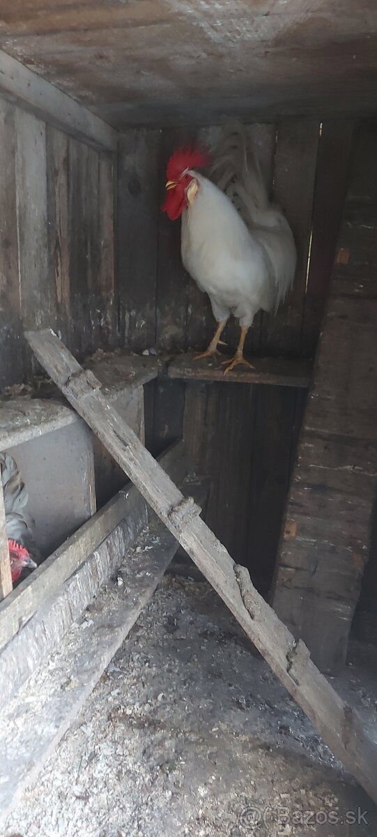 Kohut leghorn