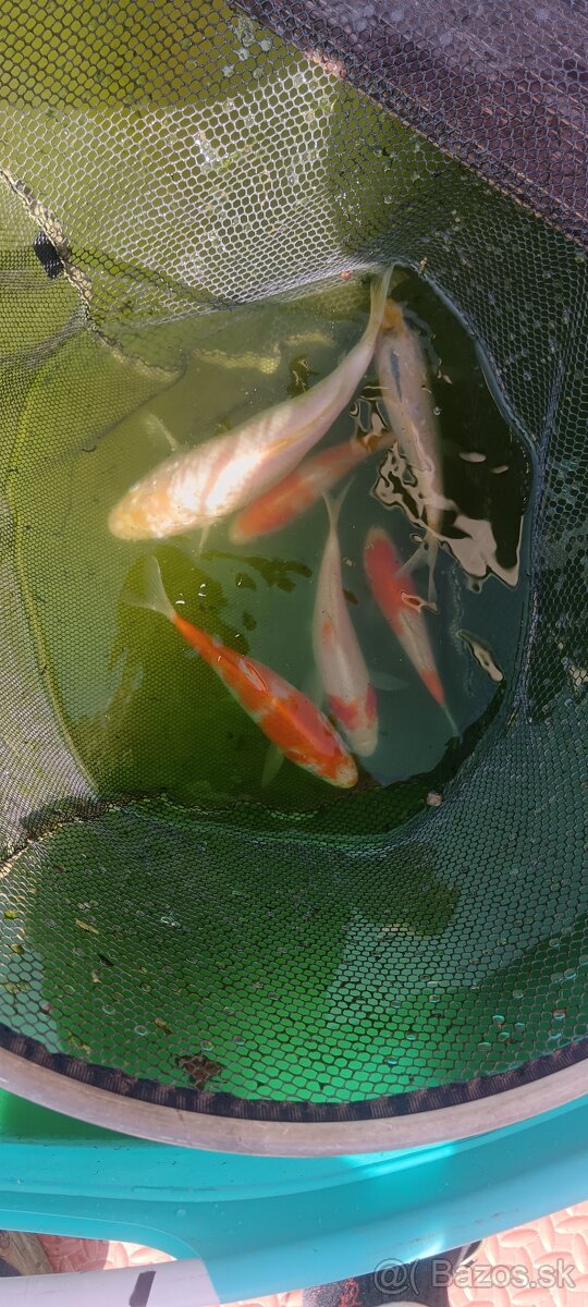 Euro koi