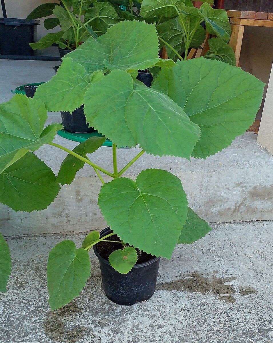 Paulownia