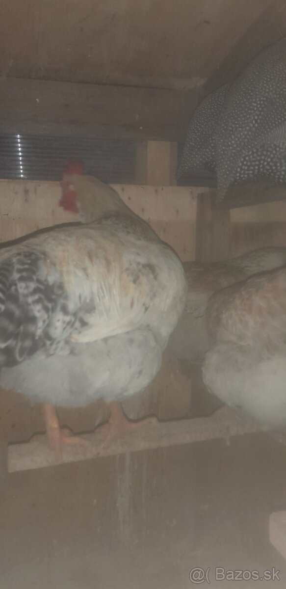 Kohút- Calimero (pán šedý)