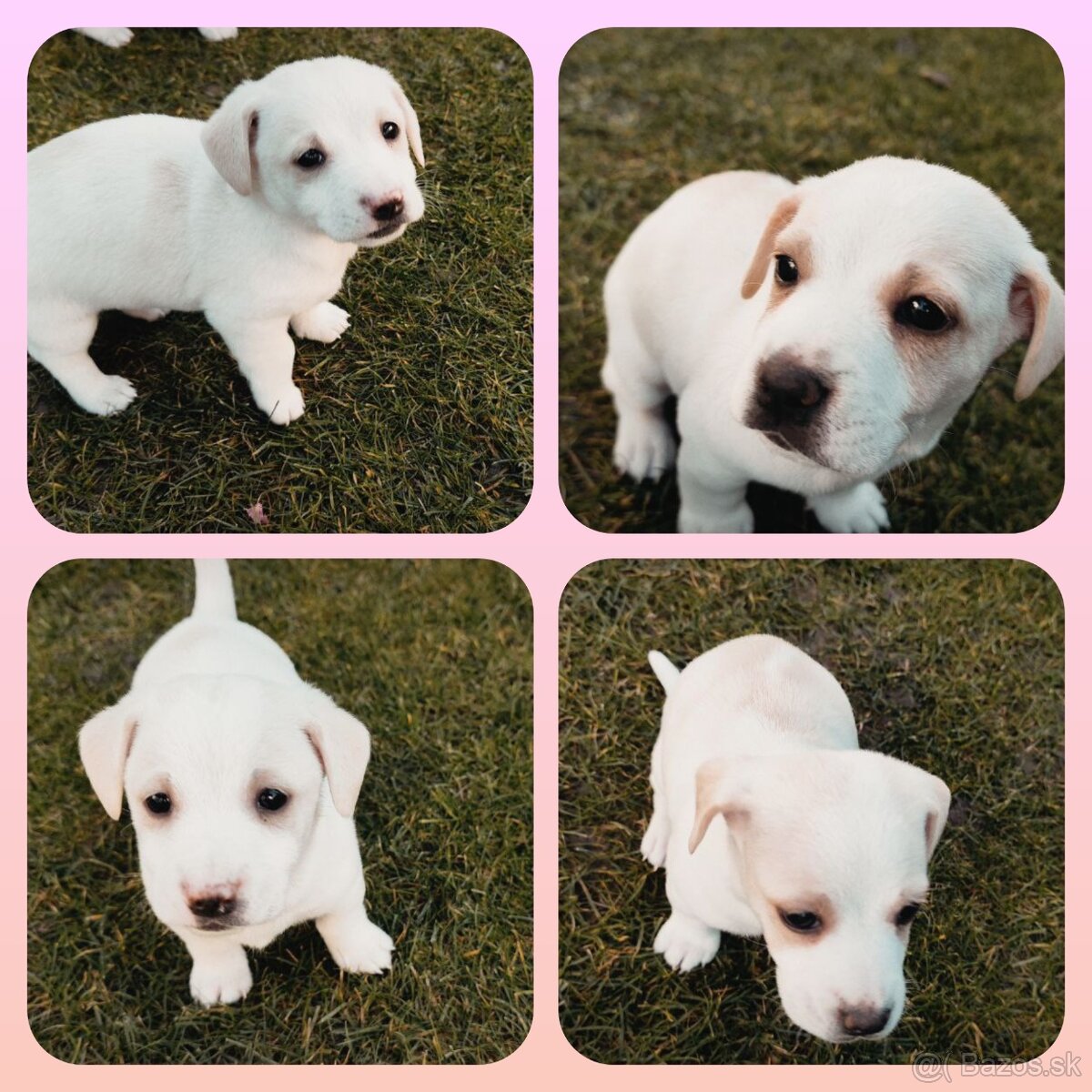 Darujem šteniatká, ale...